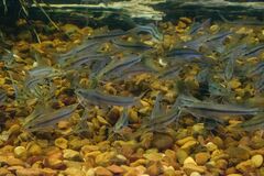 Pimelodella gracilis