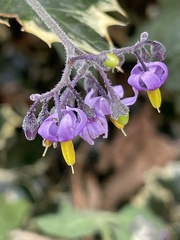 Solanum dulcamara