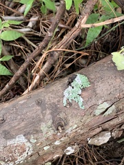 Fungi