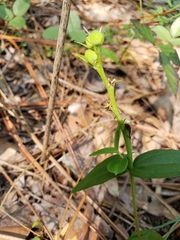 Spigelia gentianoides
