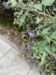 Solanum dulcamara