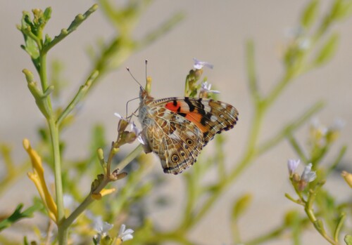 Vanessa cardui