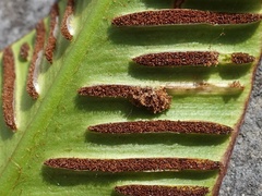 Psychoides filicivora