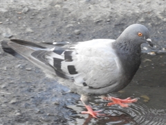 Columba livia