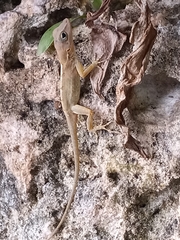 Anolis hispaniolae