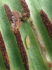 Psychoides filicivora