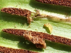 Psychoides filicivora