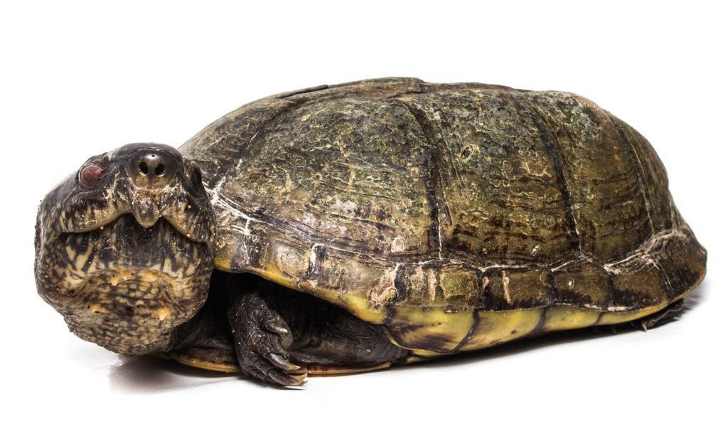 Scorpion Mud Turtle from Valledupar, Cesar, Colombia on May 25, 2022 at ...