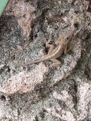 Anolis hispaniolae