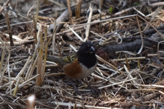 Pipilo maculatus macronyx