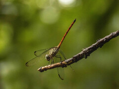 Lathrecista asiatica