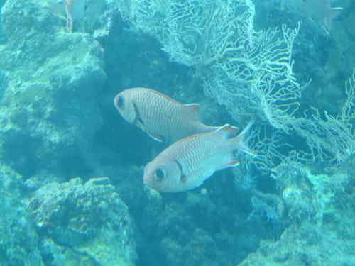 Myripristis murdjan