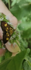 Pyrausta falcatalis