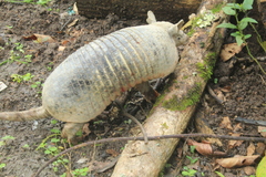 Cabassous unicinctus