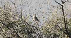 Pyrope pyrope pyrope