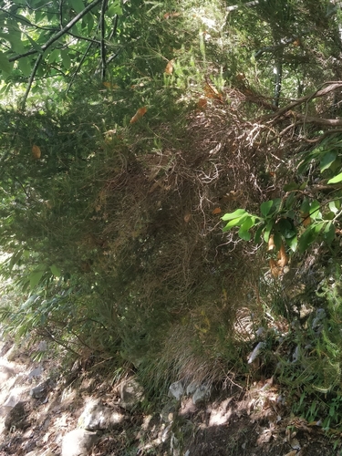 Erica platycodon, photograph 1