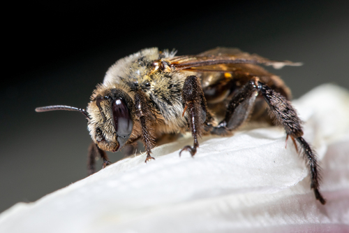 Hibiscus Turret Bee photo 6