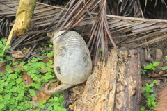 Cabassous unicinctus