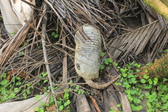 Cabassous unicinctus