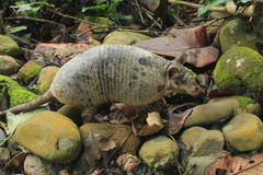 Cabassous unicinctus