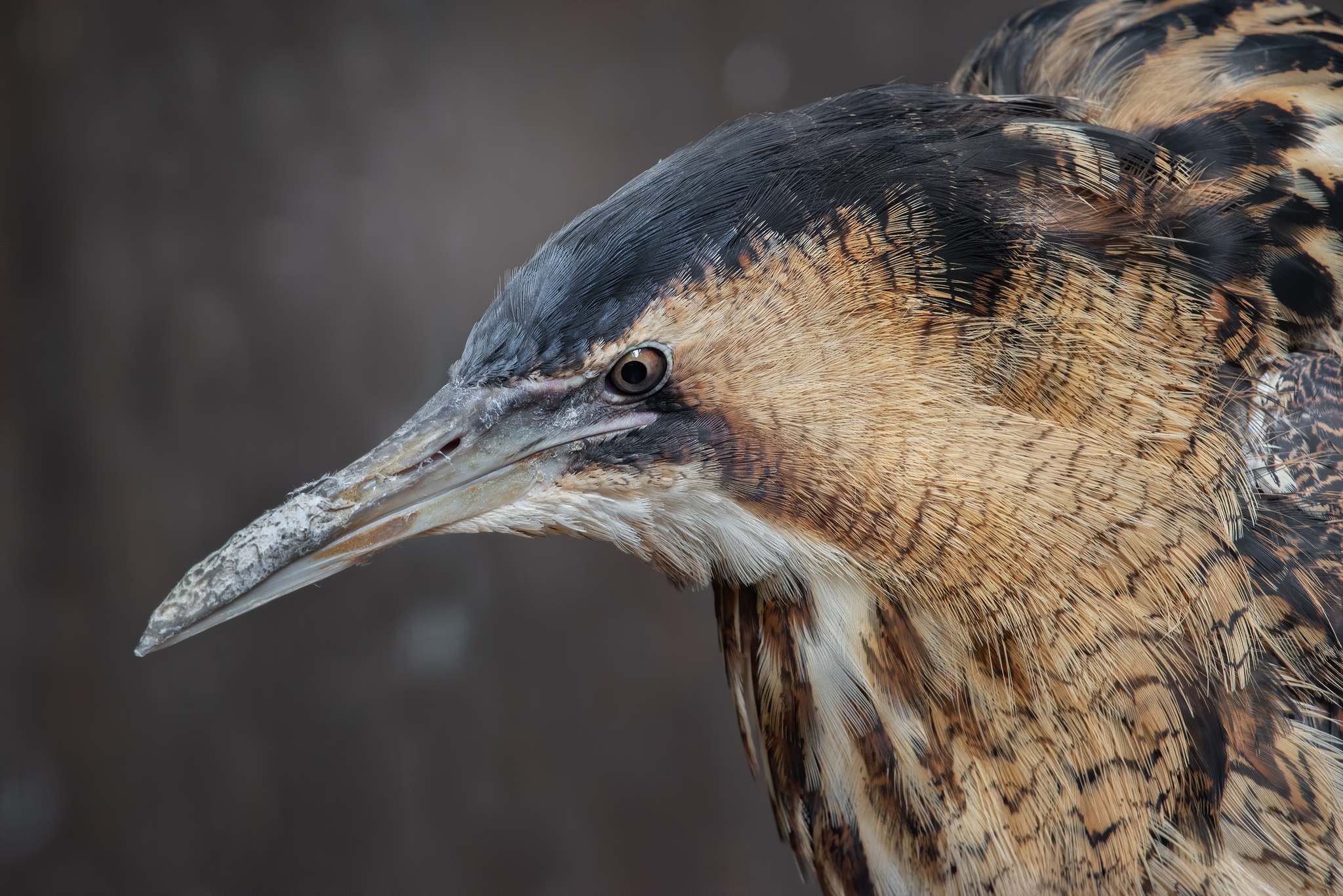 Eurasian Bittern