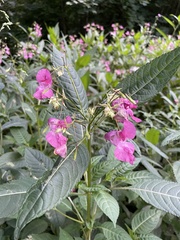 Impatiens glandulifera