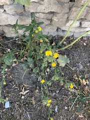 Picris hieracioides