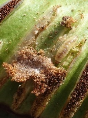 Psychoides filicivora