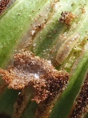 Psychoides filicivora