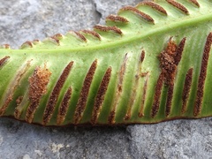 Psychoides filicivora