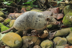 Cabassous unicinctus