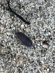 Porcellio scaber