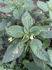 Impatiens parviflora
