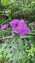 Vernonia fasciculata