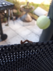 Geometridae