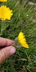 Hieracium pilosum