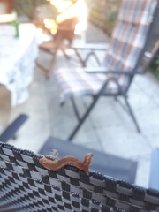 Geometridae