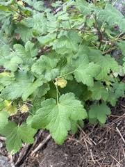 Ribes viscosissimum