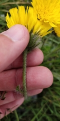 Hieracium pilosum