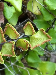 Adiantum deltoideum