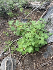 Ribes viscosissimum