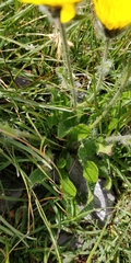 Hieracium pilosum