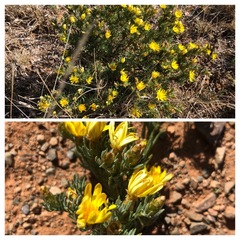 Oedera humilis