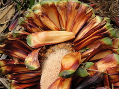 Araucaria angustifolia