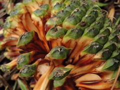 Araucaria angustifolia