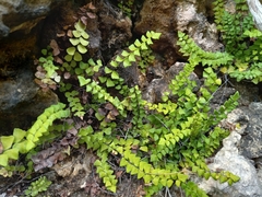 Adiantum deltoideum