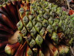Araucaria angustifolia