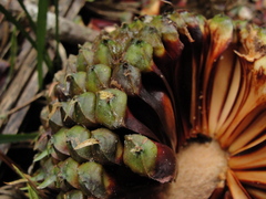 Araucaria angustifolia