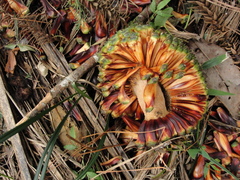 Araucaria angustifolia