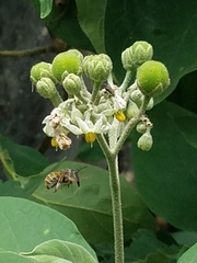 Xylocopa subvirescens